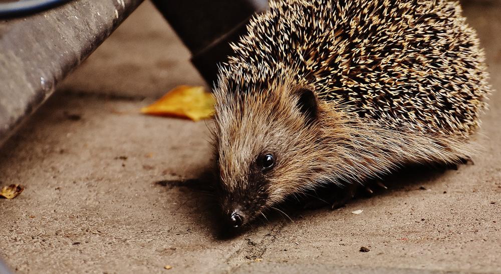 Can Hedgehogs Really Eat EGGS? (Should You Let Them?)