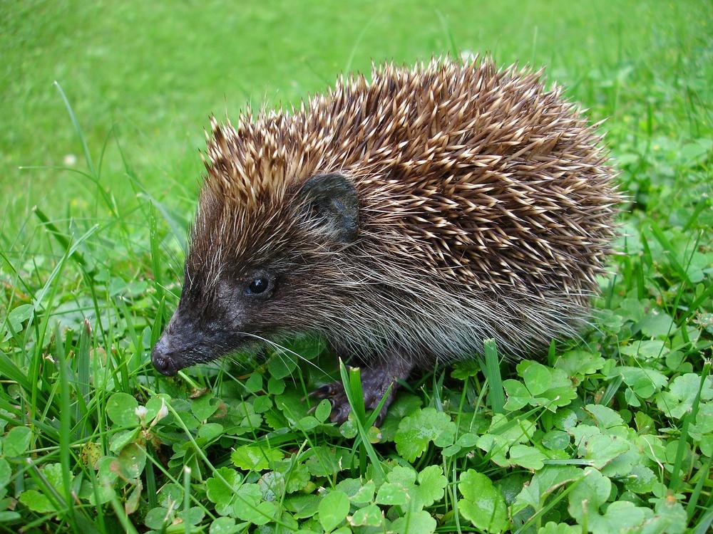 Do Hedgehogs Have Periods? (Their Reproductive Cycle Explained)