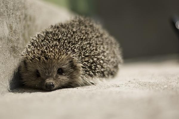 Do African Pygmy Hedgehogs Hibernate When They Are Pets?