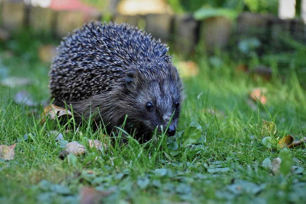 Can Hedgehogs Eat Bird Seed? (Everything You Should Know)